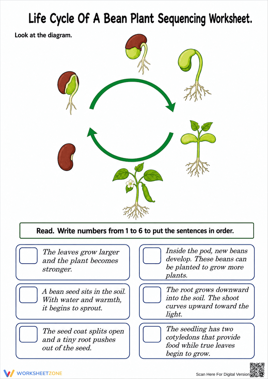 Printable Bean Plant Life Cycle Worksheet | Grade 3 - Page 1