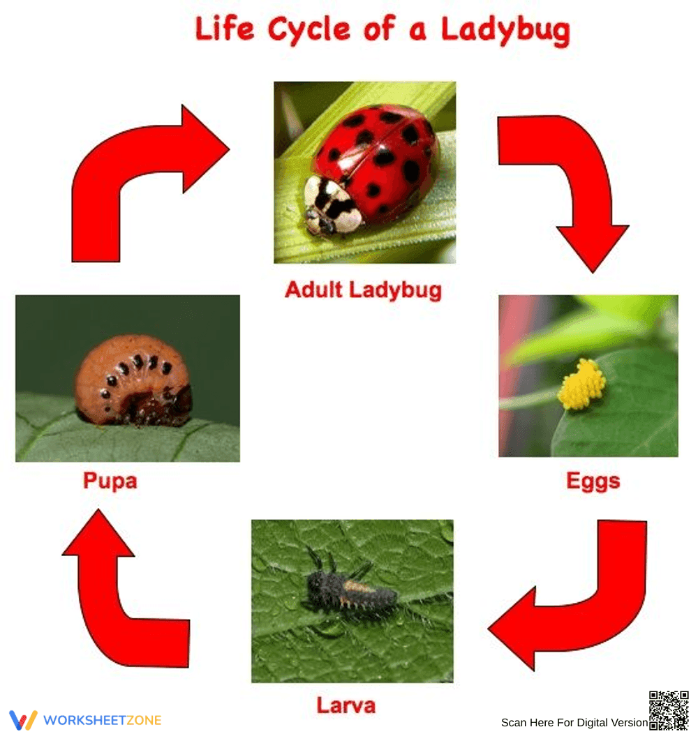 Printable Ladybug Life Cycle Worksheet | Grade 3 - Page 1
