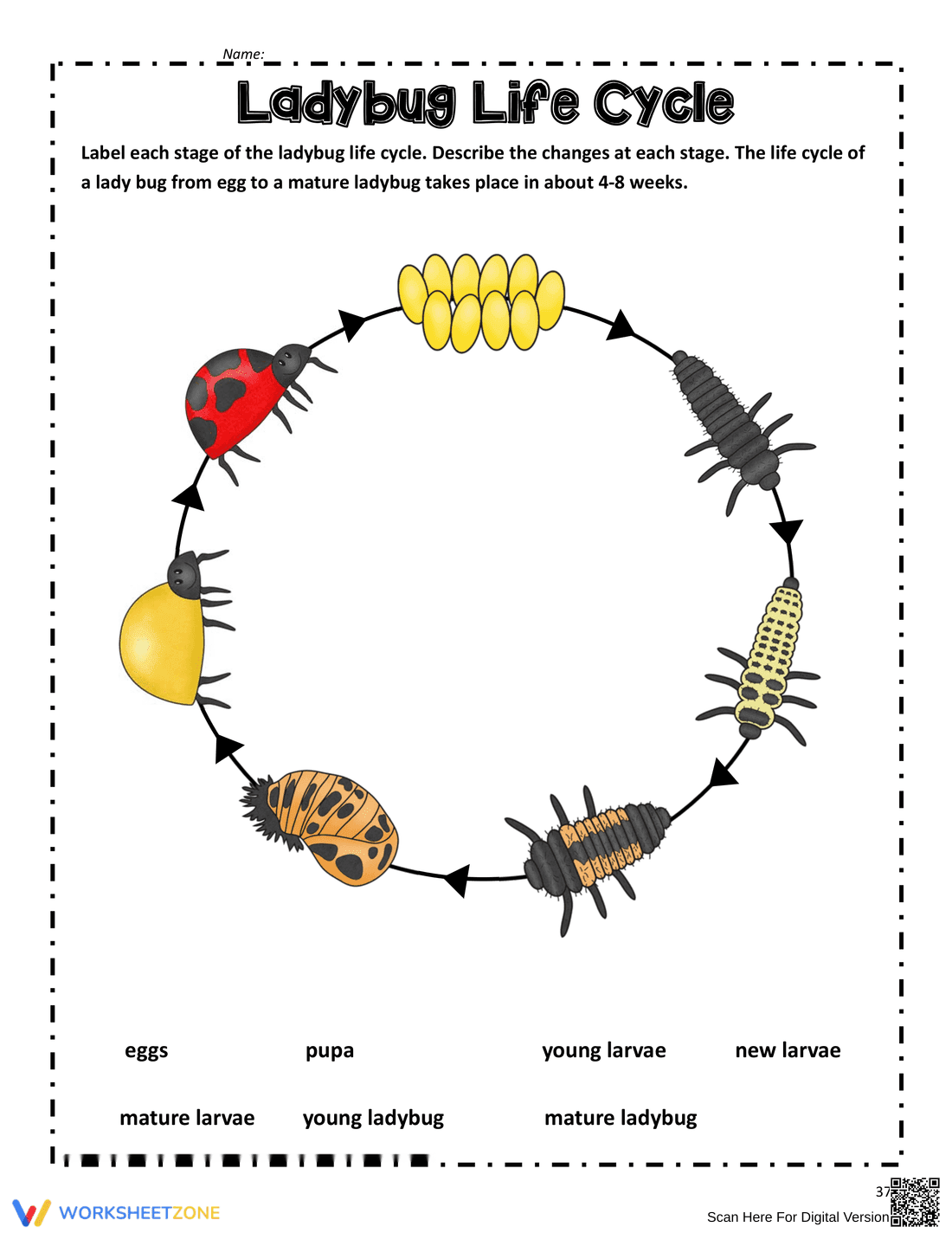 Ladybug Life Cycle Worksheet | Grade 3 Essential - Page 1