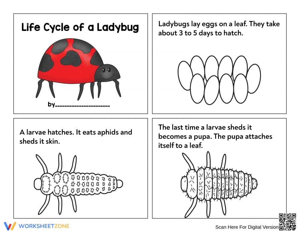 Printable Ladybug Life Cycle Worksheet | Grade 3 Science - Page 1