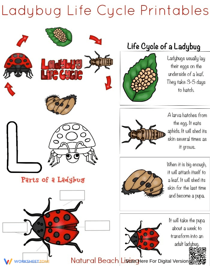 Exploring the Ladybug Life Cycle - Page 1
