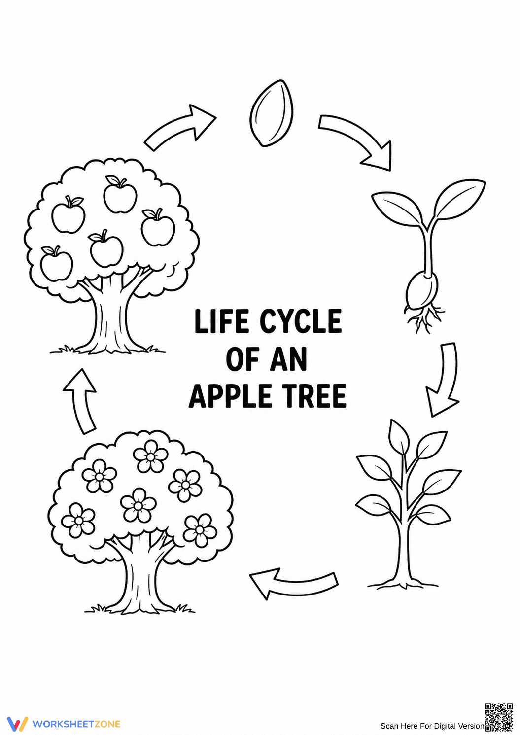 Printable Apple Tree Life Cycle | Grade 3 Science - Page 1