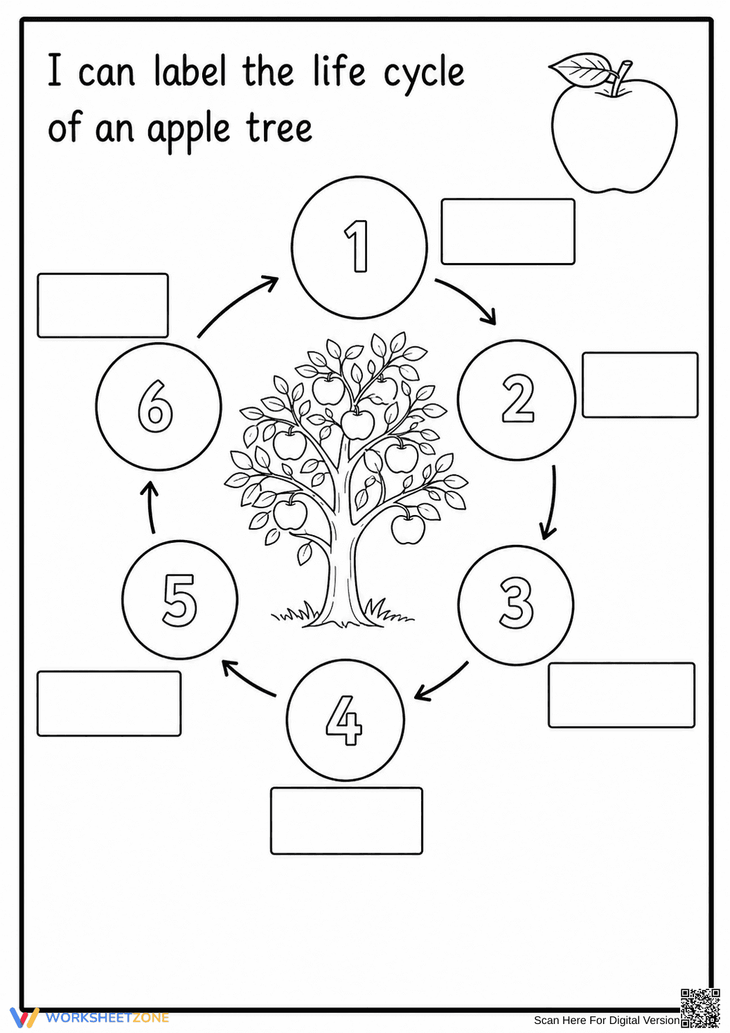Grade 3 Apple Life Cycle — Printable No-Prep Worksheet - Page 1