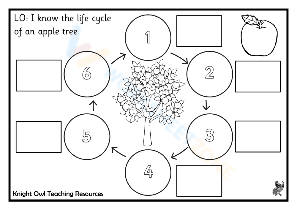 Life Cycle of an Apple Tree - Page 1