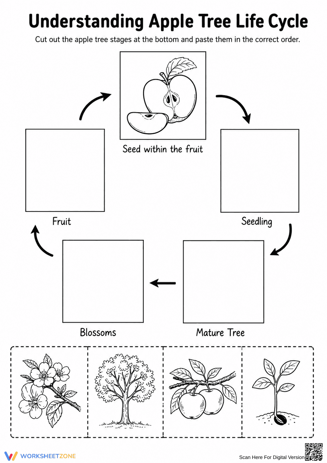 Apple Tree Life Cycle Worksheet | Grade 3 Essential - Page 1