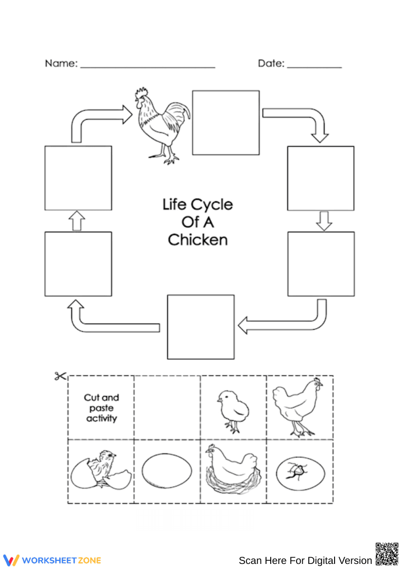 Printable Chicken Life Cycle Worksheet | Grade 3 Science - Page 1