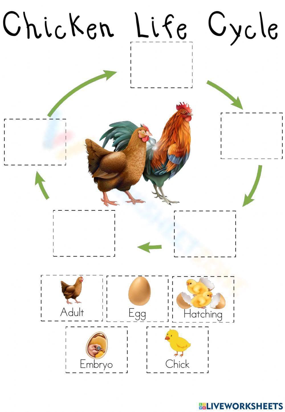 Chicken Life Cycle Worksheet | Essential Grade 3 Science - Page 1