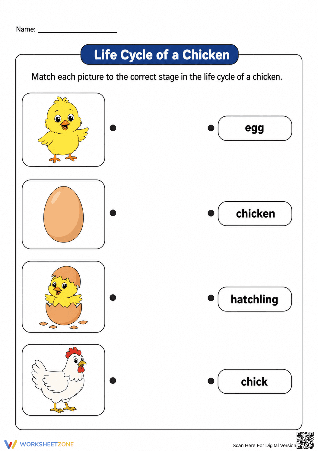 Chicken Life Cycle Printable Worksheet | Grade 3 Science - Page 1
