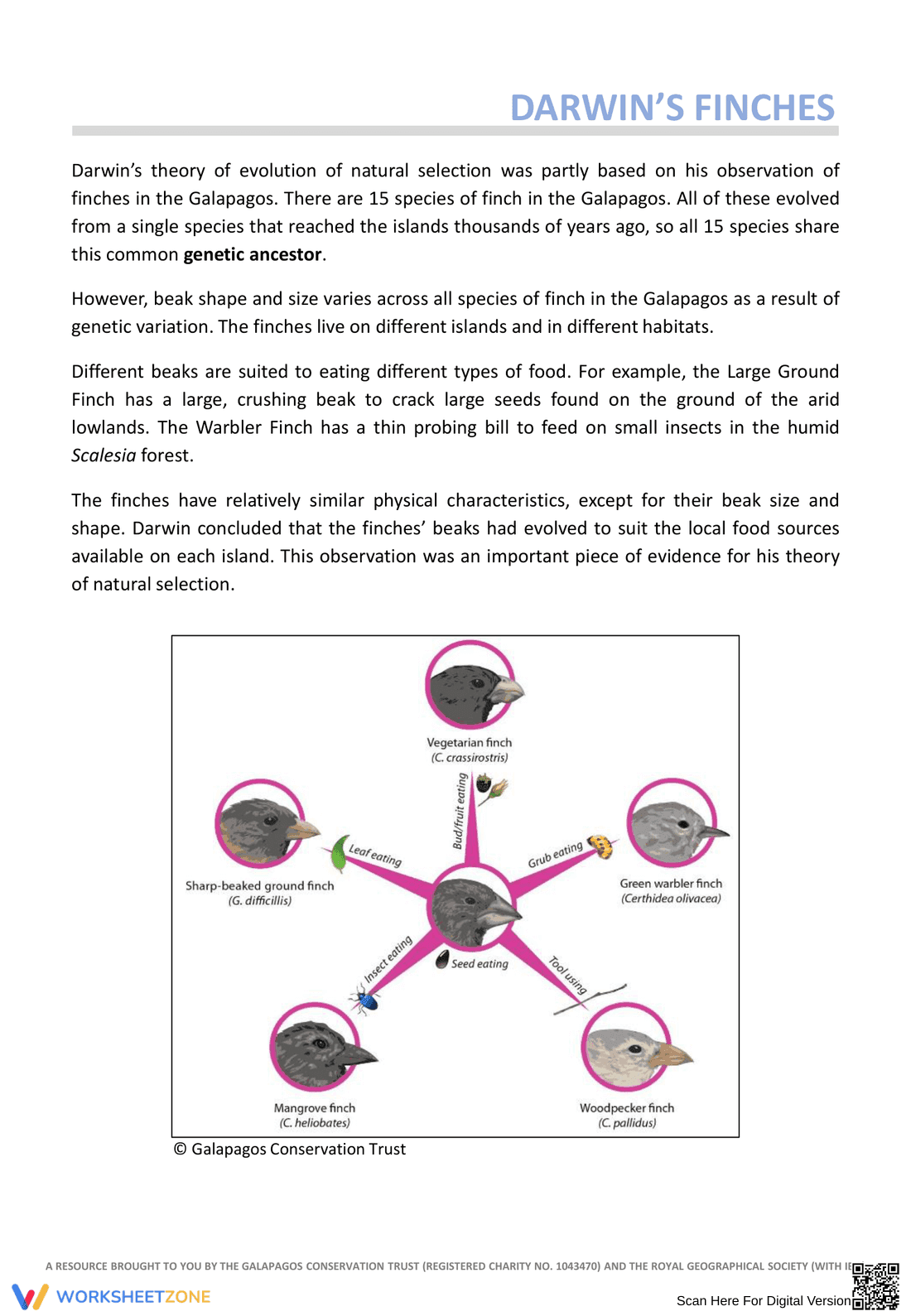 Darwin's Finches Worksheet - Evolution Study - Page 1
