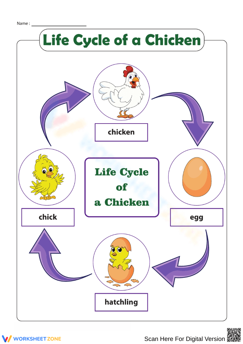 Chicken Life Cycle Diagram | Grade 3 Essential Printable - Page 1