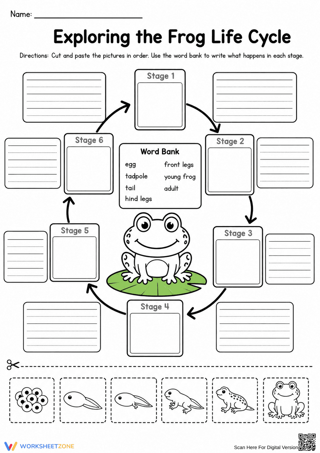Grade 3 Frog Life Cycle — Printable No-Prep Worksheet - Page 1