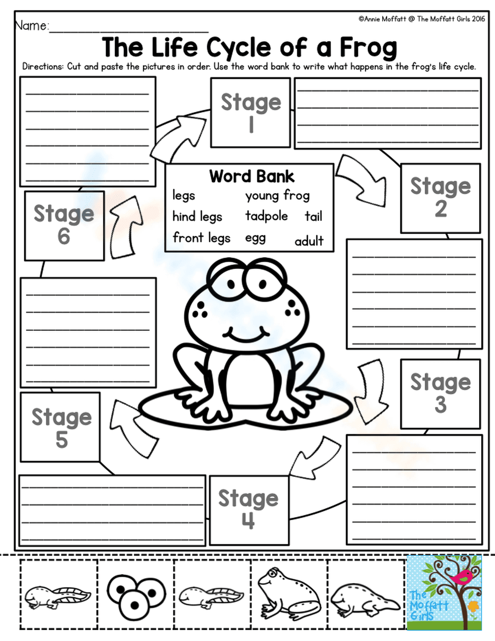 Exploring the Frog Life Cycle - Page 1