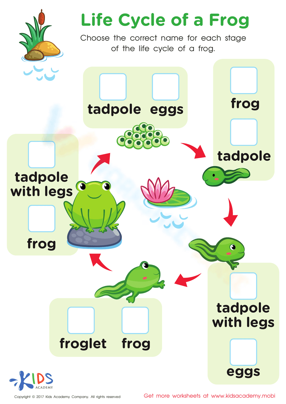 Learning the Frog Life Cycle - Page 1