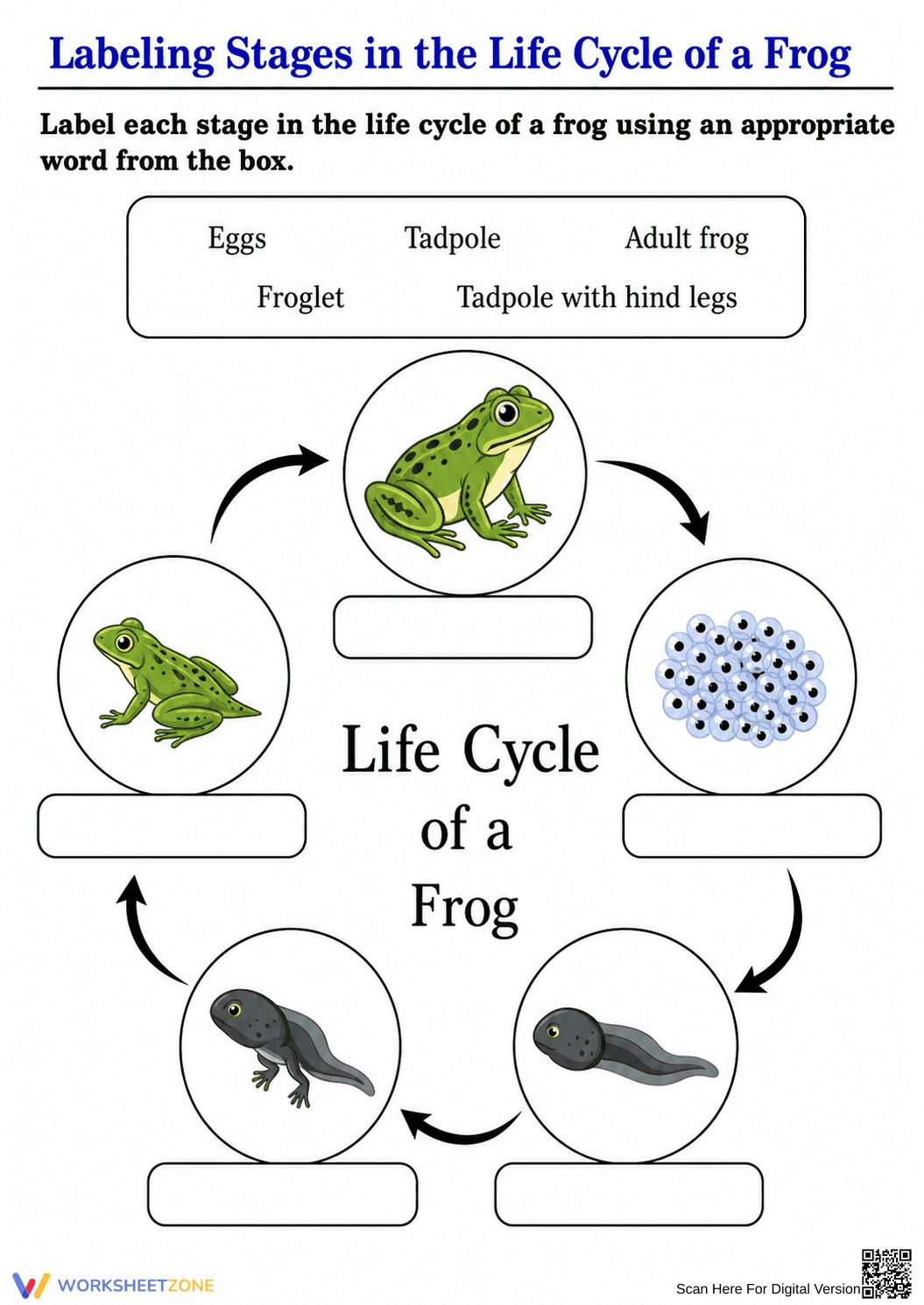 Frog Life Cycle Labeling Worksheet | Grade 3 Essential - Page 1