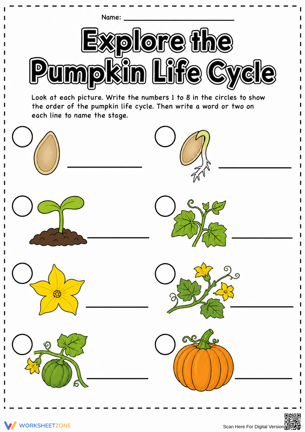 Grade 3 Pumpkin Life Cycle — Printable No-Prep Worksheet - Page 1