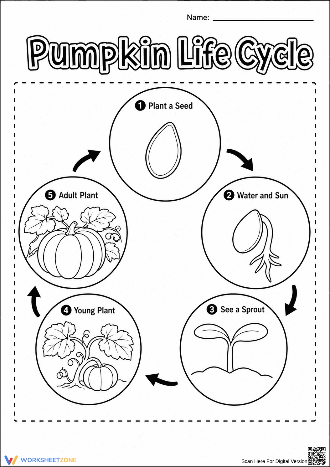 Pumpkin Life Cycle Worksheet | Grade 3 Printable - Page 1