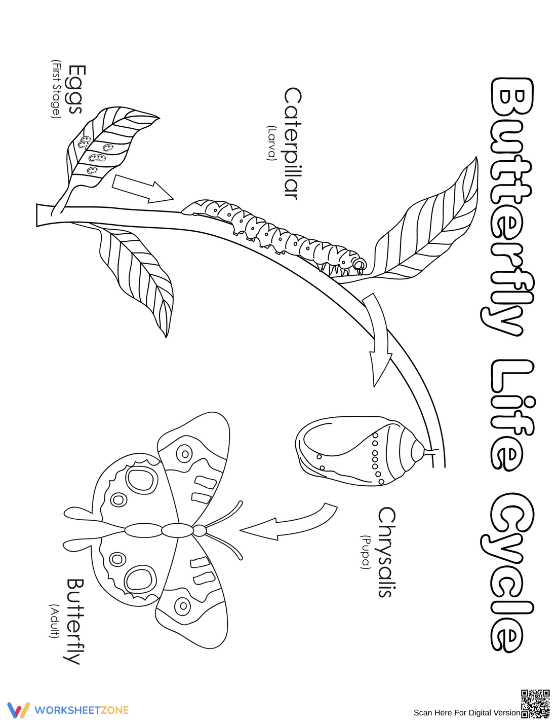 Butterfly Life Cycle Worksheet | Grade 2-5 Essential - Page 1