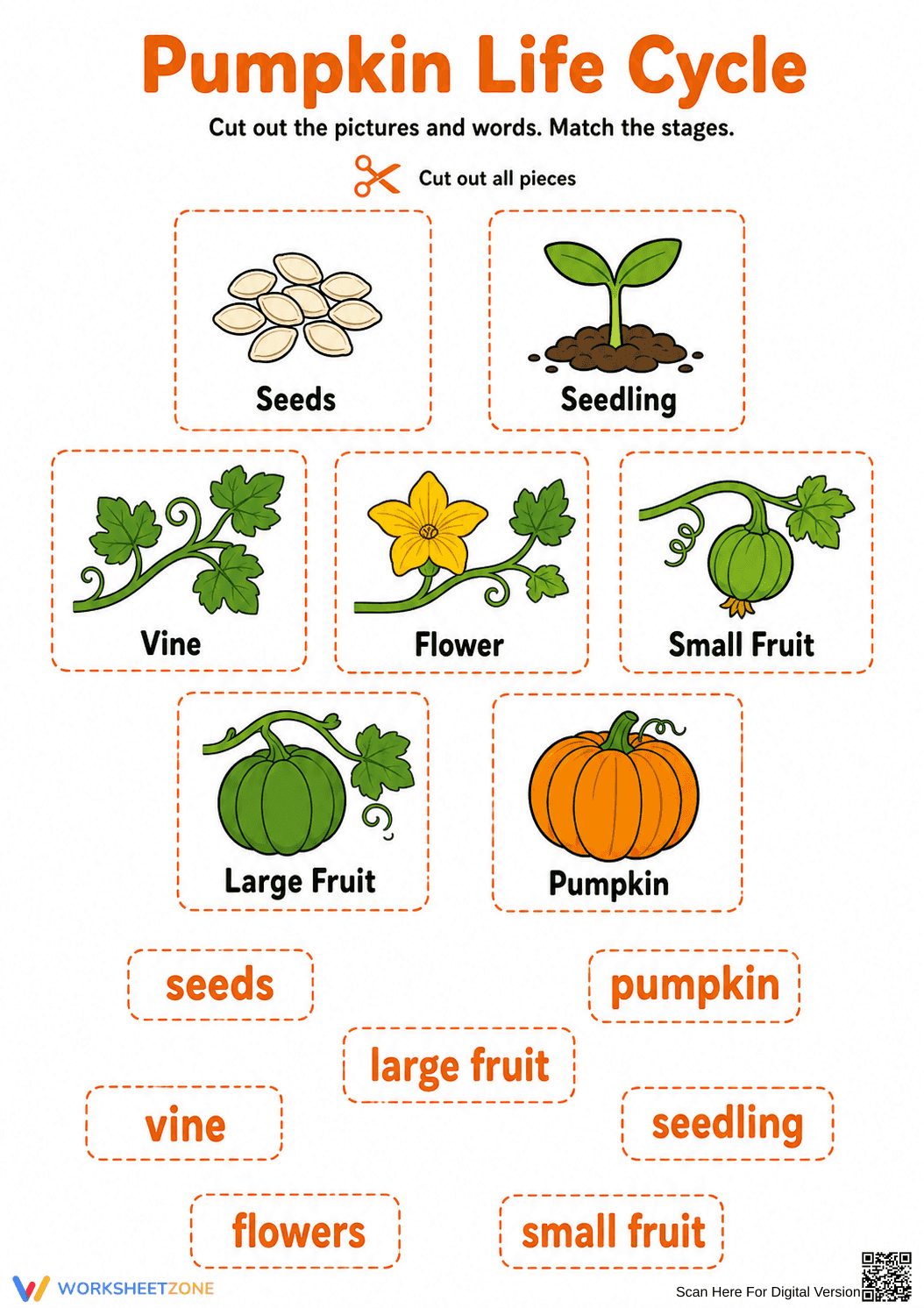 Grade 3 Pumpkin Life Cycle — Printable No-Prep Worksheet - Page 1