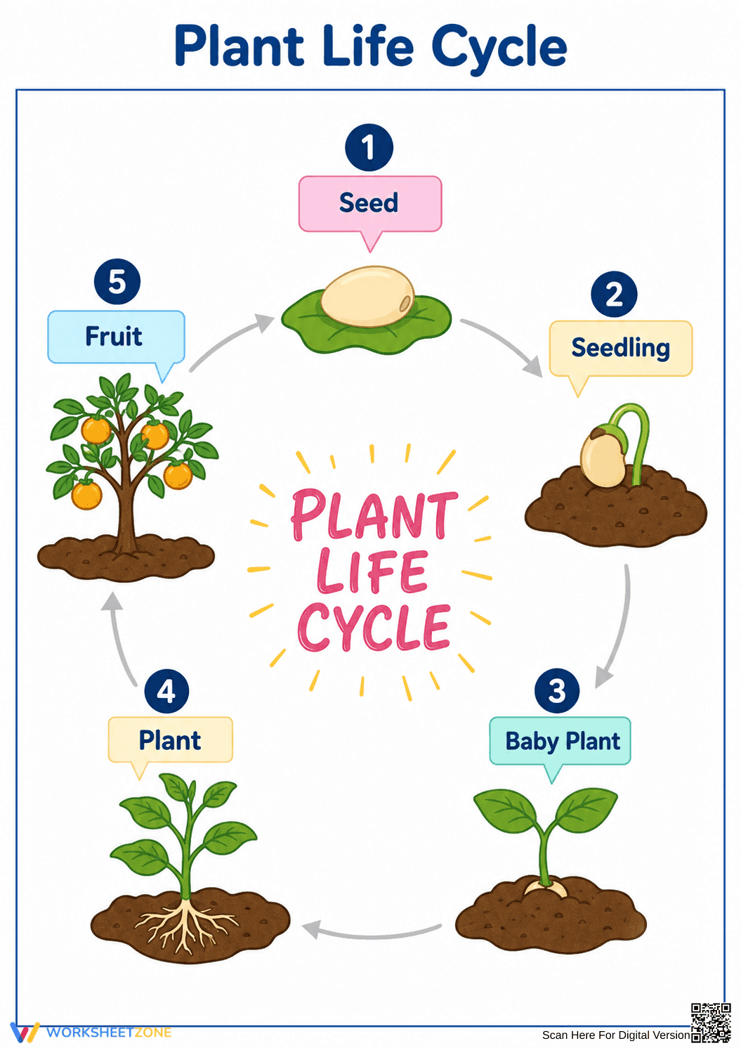 Printable Plant Life Cycle Diagram | Grade 3 Science - Page 1
