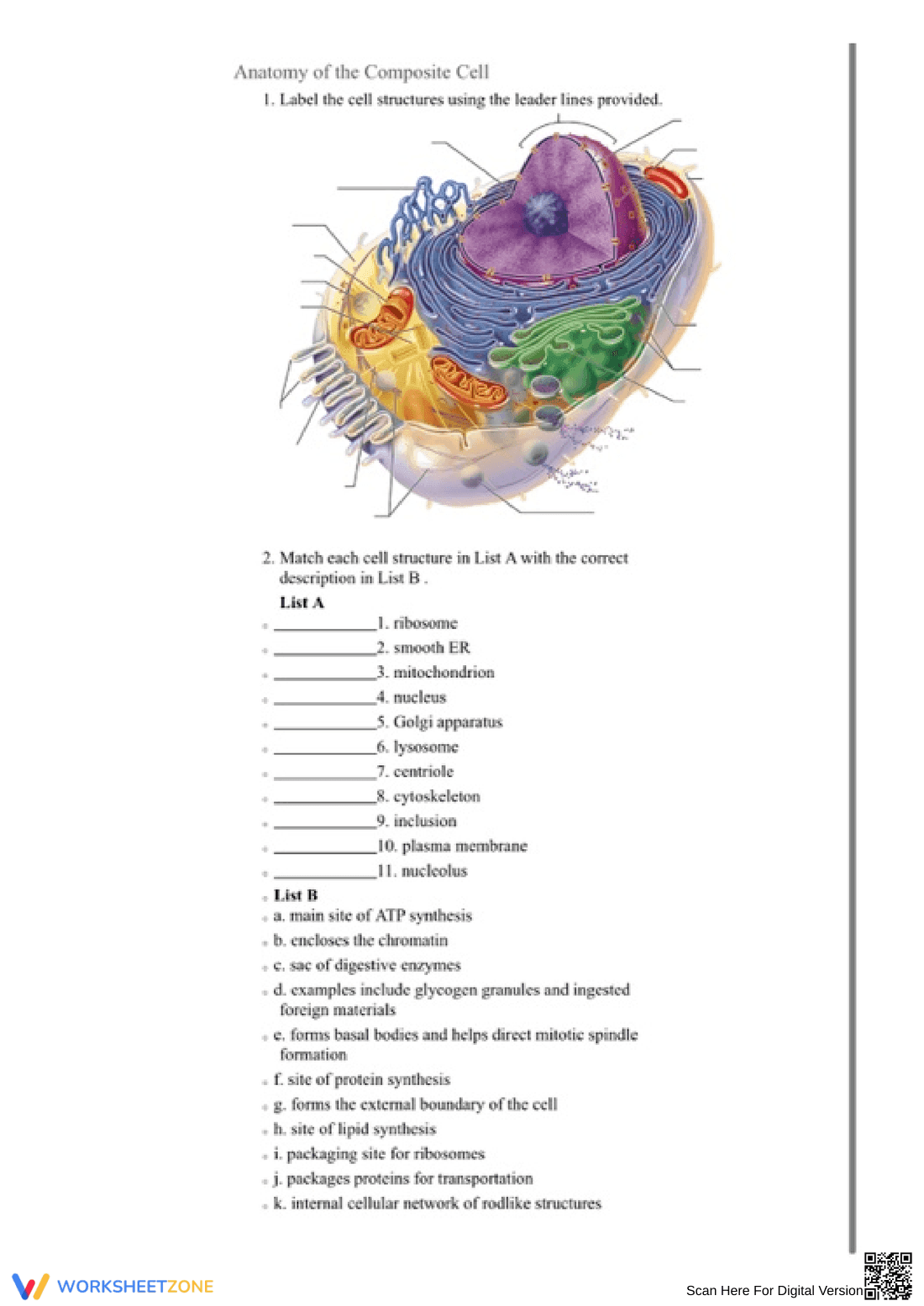 Anatomy of the Composite Cell Worksheet - Page 1