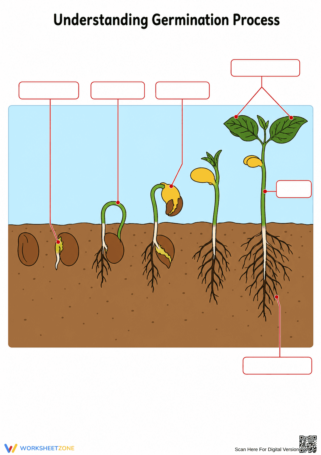 Essential Germination Process Worksheet | Grade 5-9 - Page 1