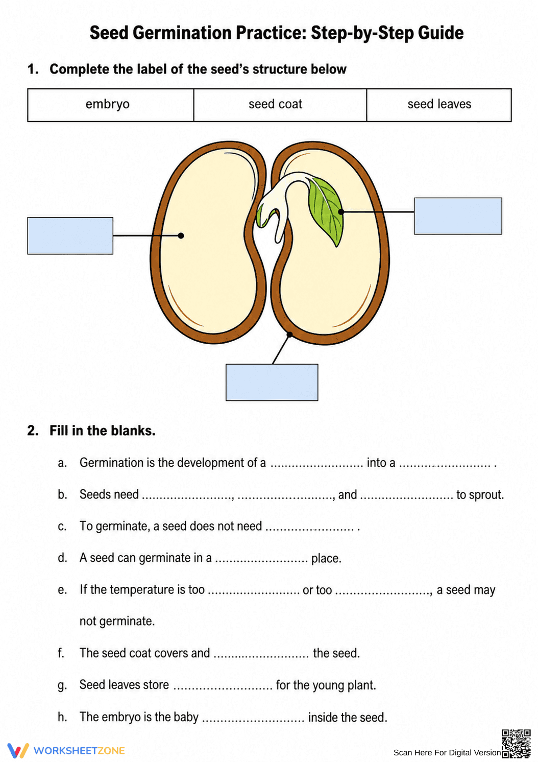 Seed Germination Practice | Essential Grade 6-9 Science - Page 1