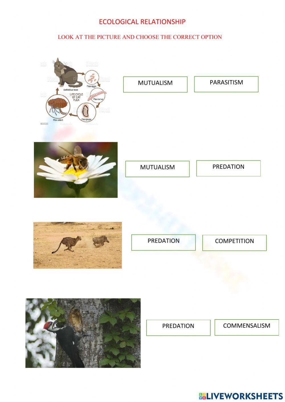 Ecological Relationship: Exploring Ecosystem Interactions - Page 1