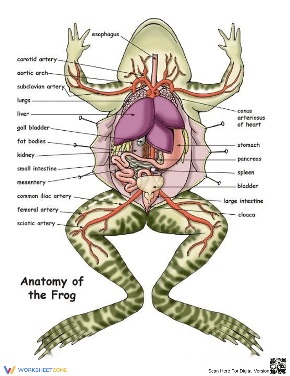 Frog Dissection: An Introduction to Anatomy - Page 1