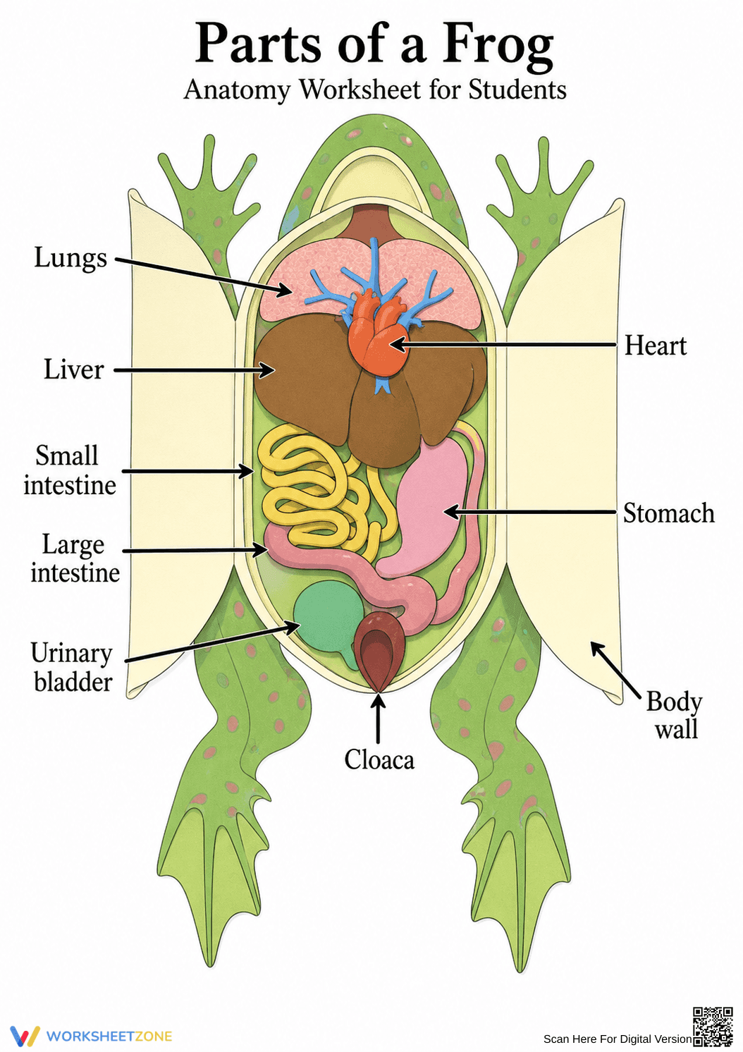 Parts of a Frog Anatomy Guide | Grade 8-12 Essential - Page 1