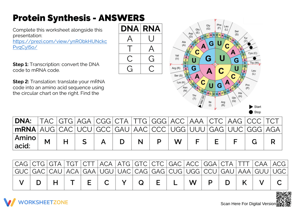 Protein Synthesis Answers Worksheet: Check Your Knowledge - Page 1