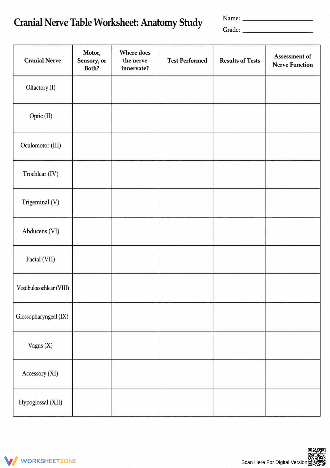 Printable Cranial Nerves Worksheet | Grades 10-12 Biology - Page 1