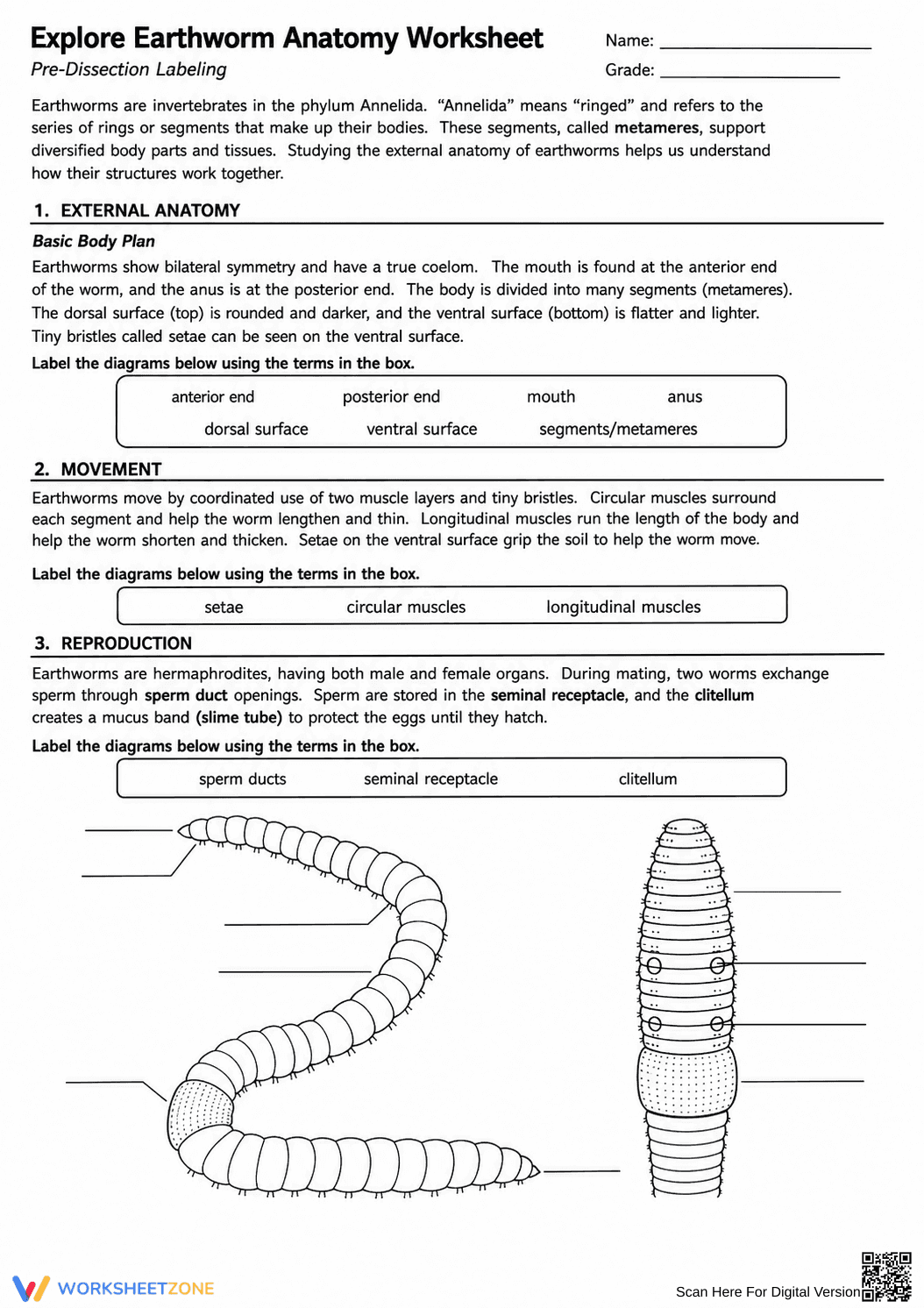 Grade 9 Earthworm Anatomy — Printable No-Prep Worksheet - Page 1