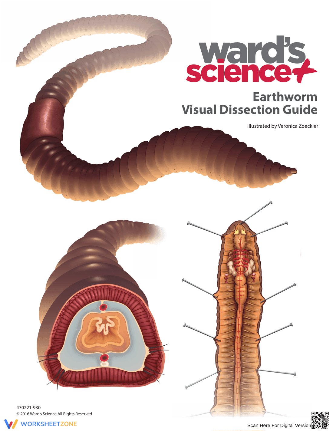 Complete Earthworm Dissection Guide | Grades 9-12 Biology - Page 1