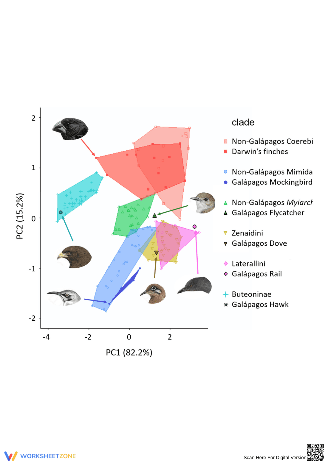 Darwin's Finches: Evolution Worksheet for Biology - Page 1