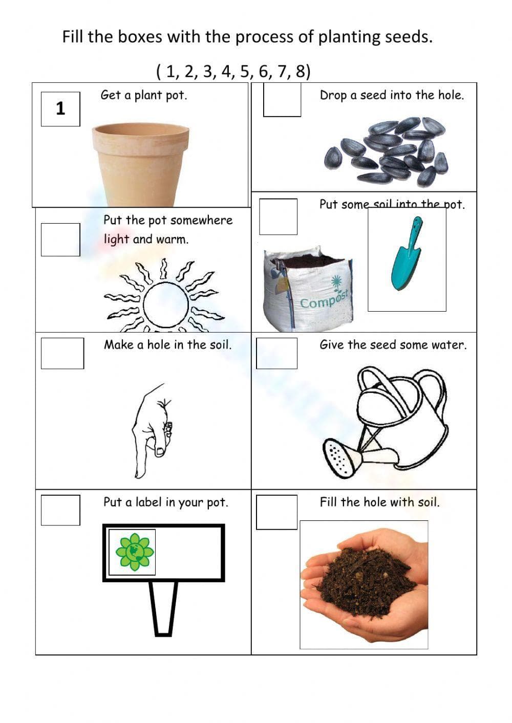 The Process of Planting Seeds Worksheet - Page 1