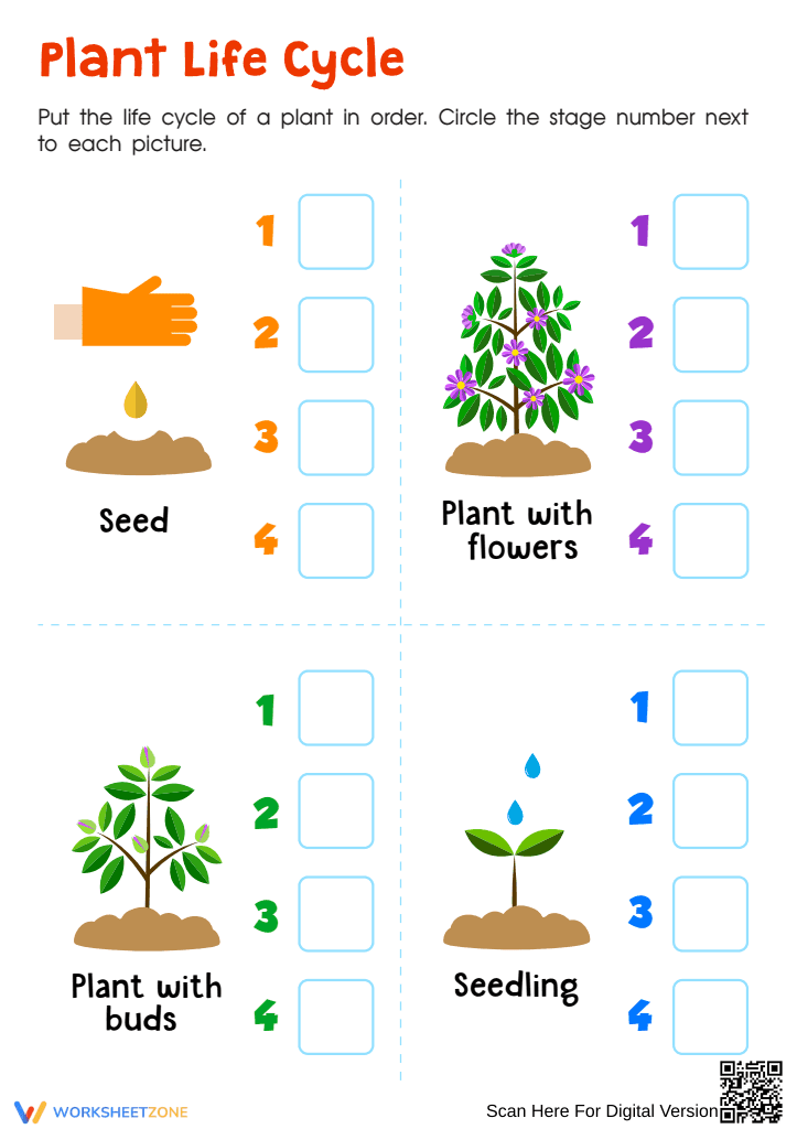 Printable Plant Life Cycle Worksheet | Grade 3 Science - Page 1