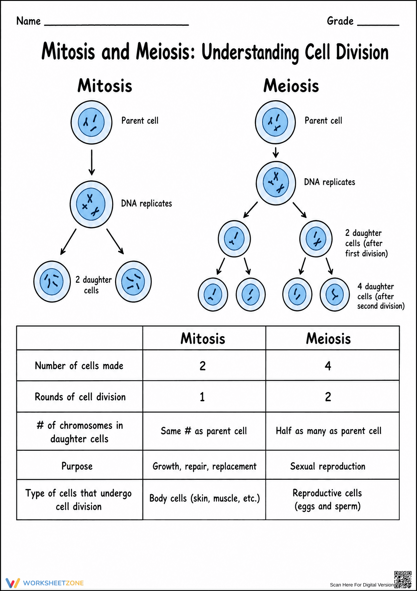 Mitosis vs Meiosis Worksheet | Essential Grade 9-12 Biology - Page 1