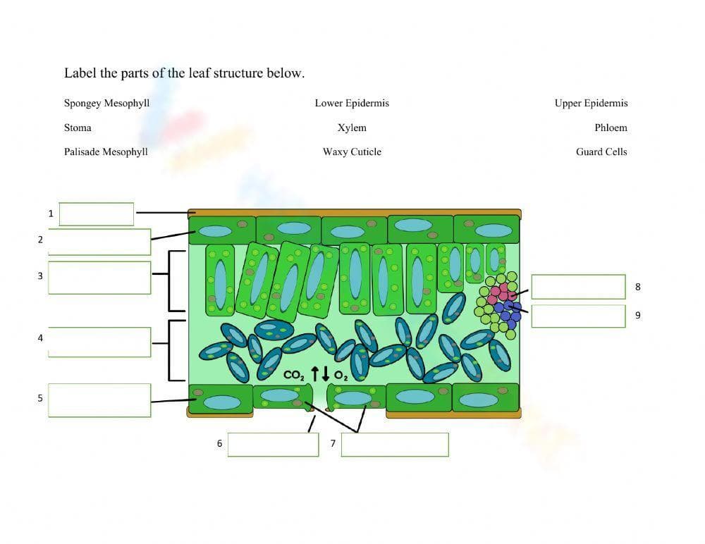 Anatomy of a Leaf Worksheet - Page 1