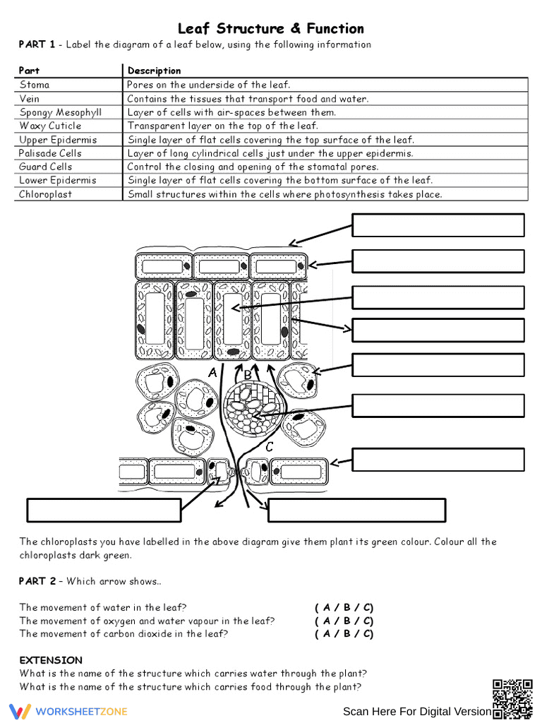 Leaf Structure and Function Worksheet - Page 1
