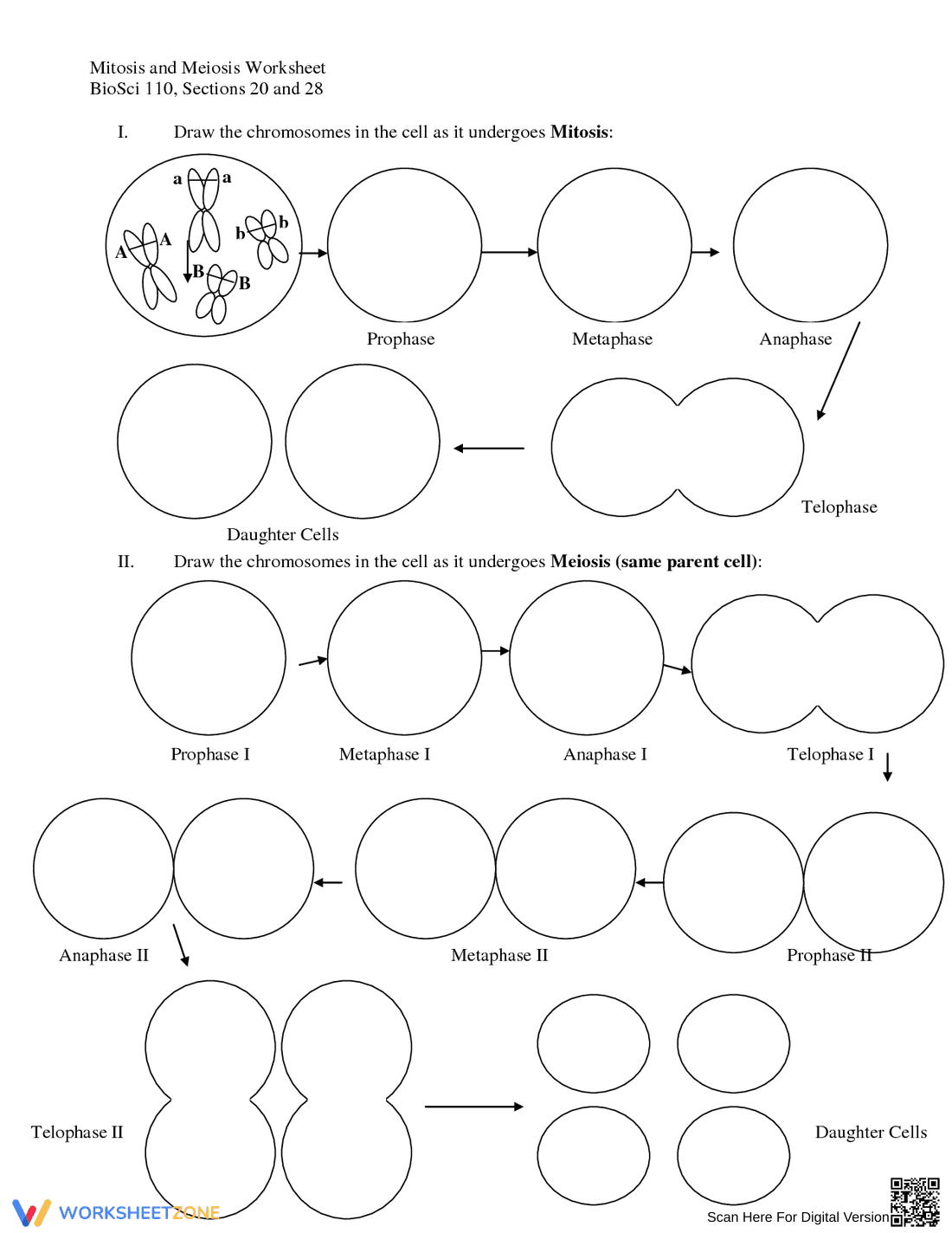 Understanding Mitosis and Meiosis Worksheet - Page 1