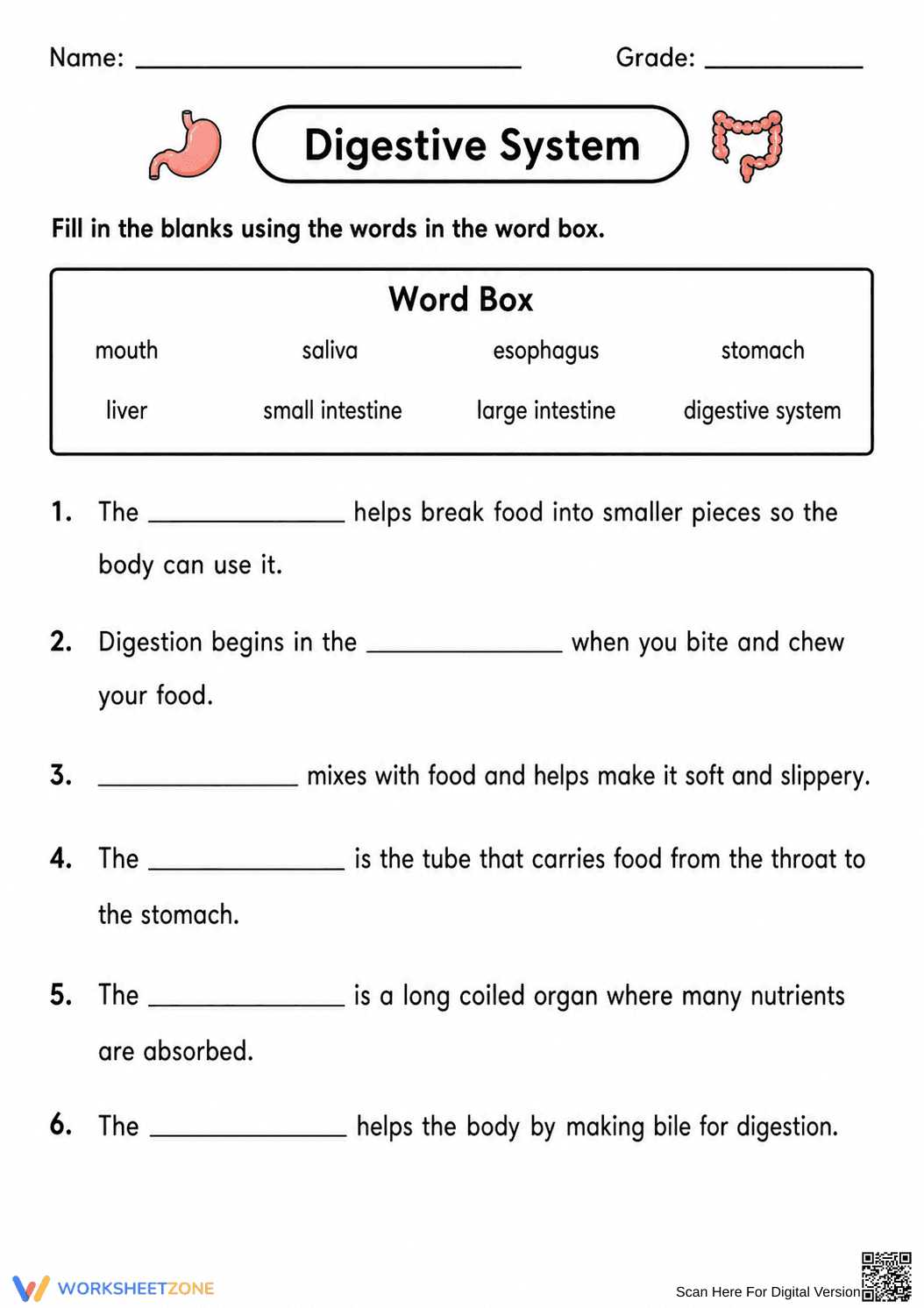 Grade 7-8 Digestive System — Printable No-Prep Worksheet - Page 1