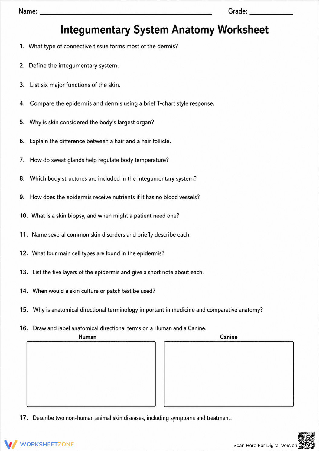 Essential Integumentary System Anatomy Worksheet | Grade 9 - Page 1