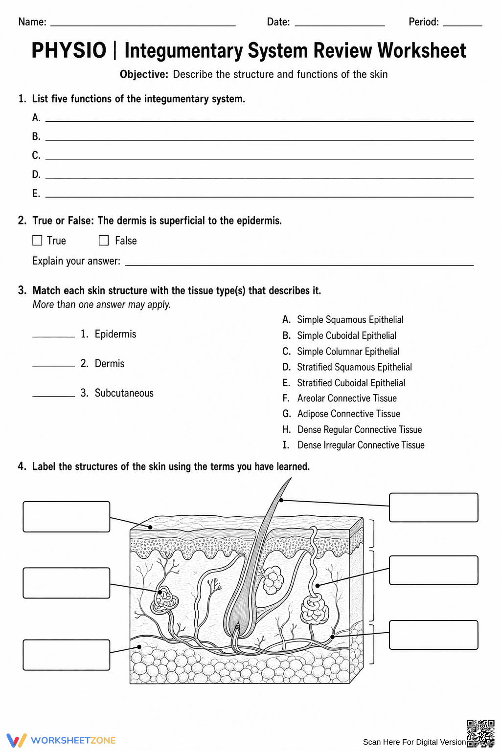 Essential Integumentary System Review | Grade 9 Biology - Page 1