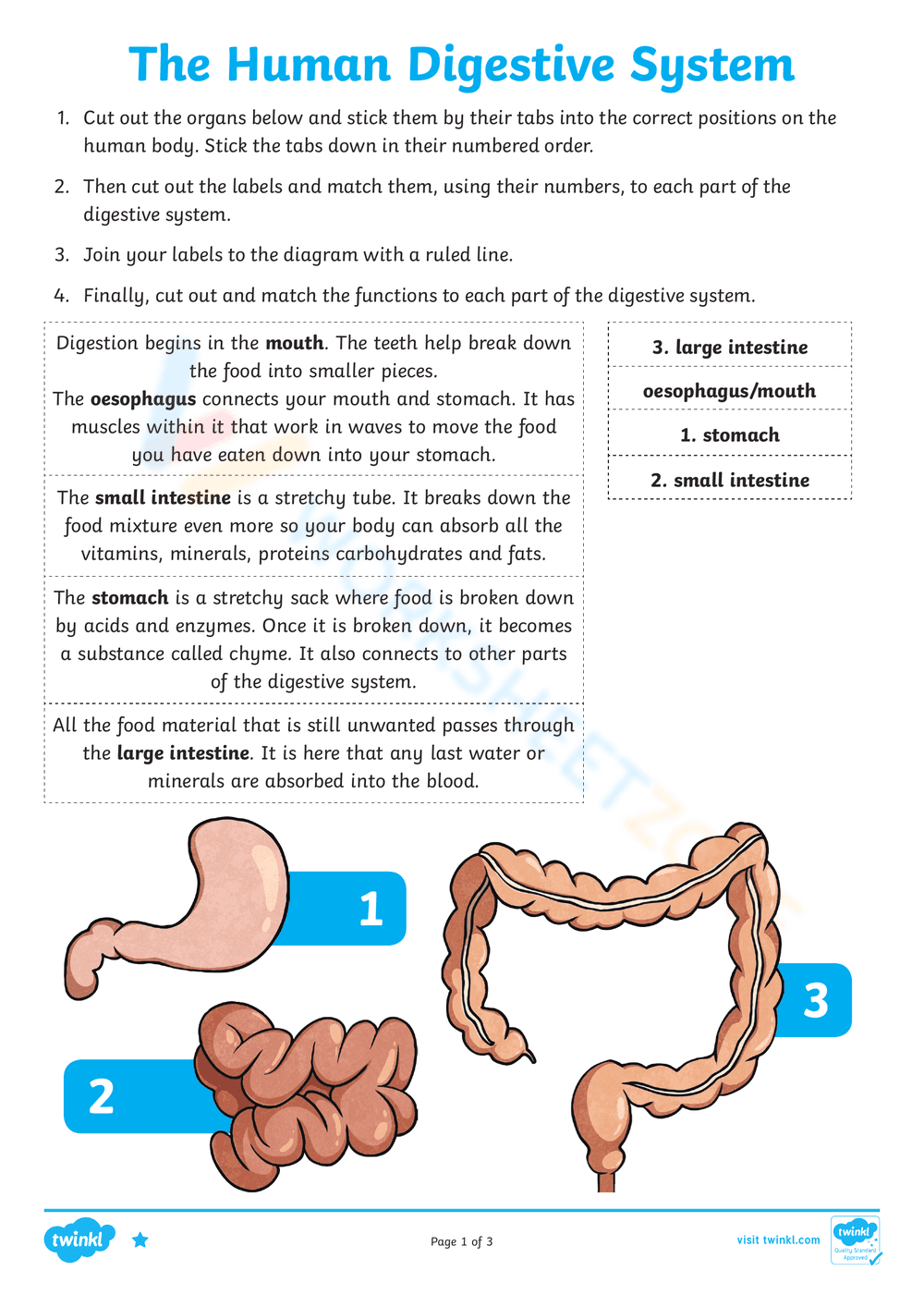The Human Digestive System - Page 1