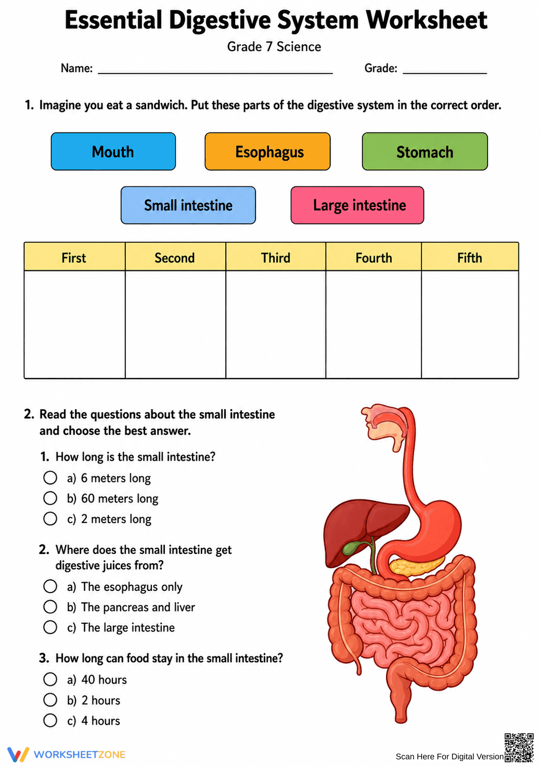 Grade 7 Digestive System — Printable No-Prep Worksheet - Page 1