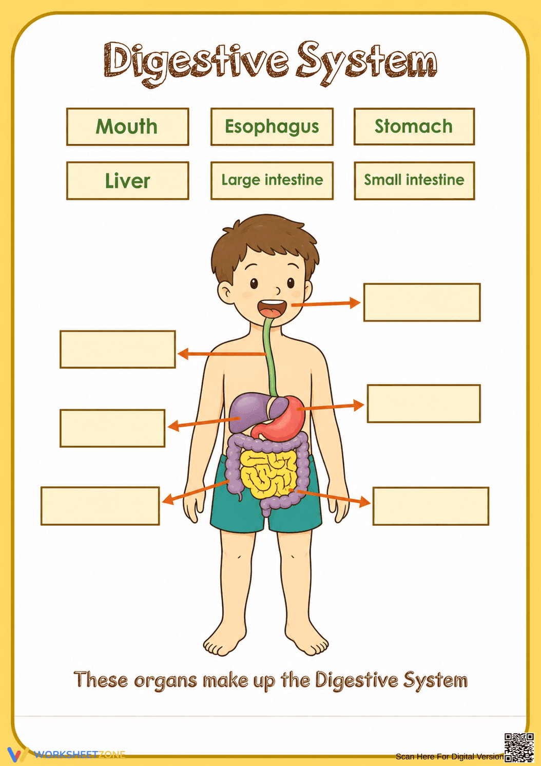 Digestive System Labeling Worksheet | Grade 7 Essential - Page 1