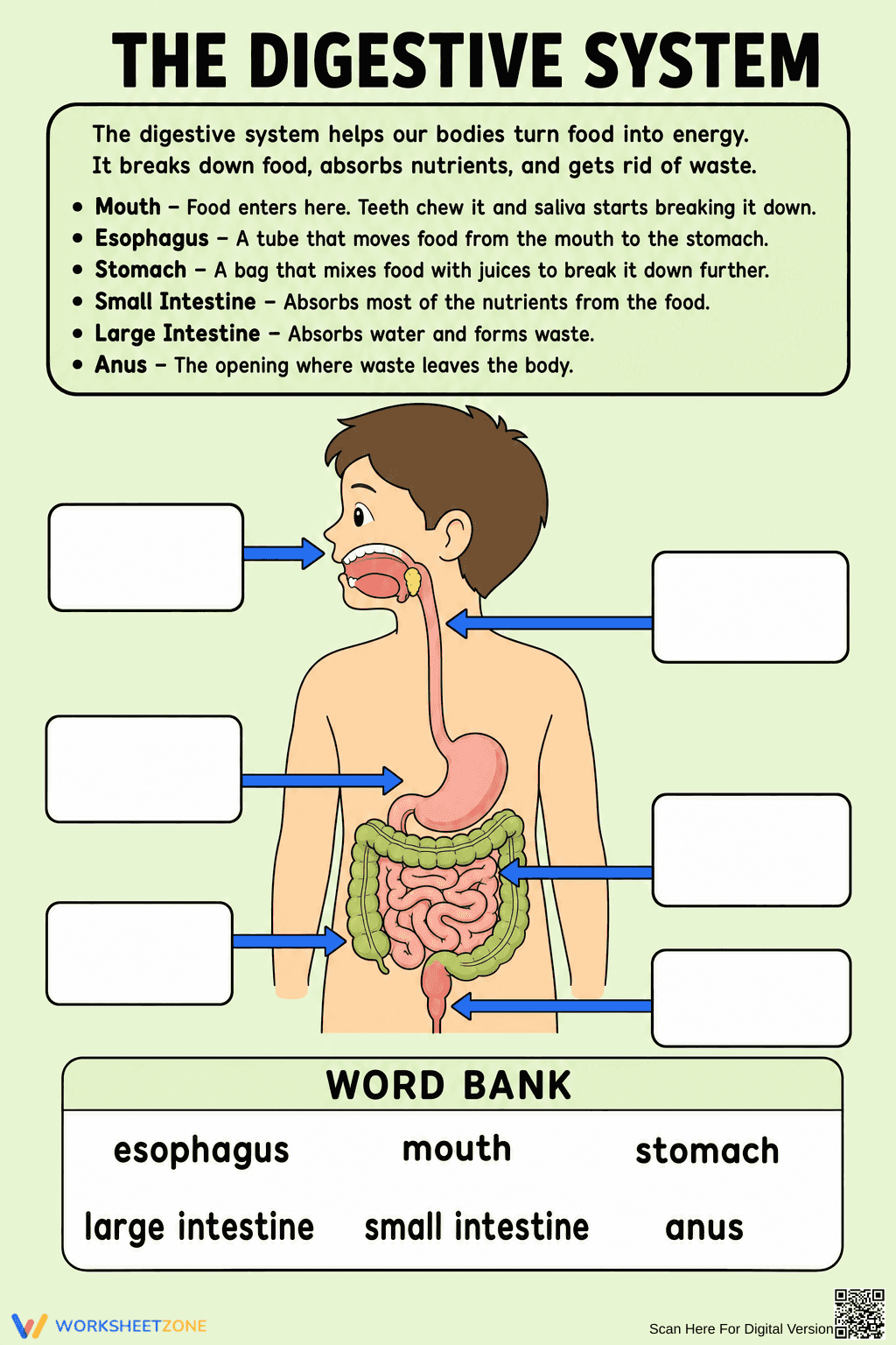 Digestive System Anatomy Printable Worksheet | Grade 7 - Page 1