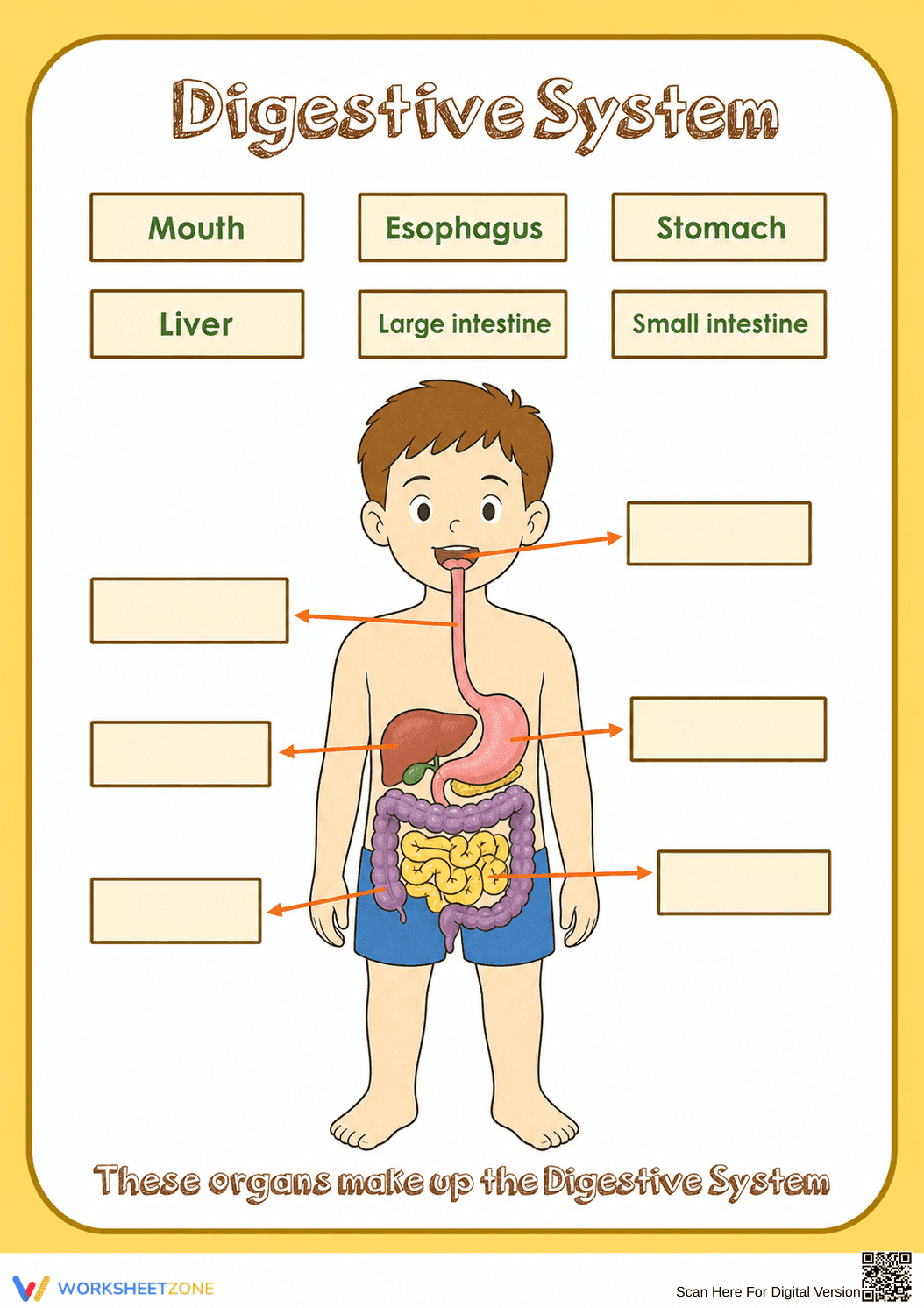 Essential Digestive System Anatomy Worksheet | Grade 7-12 - Page 1