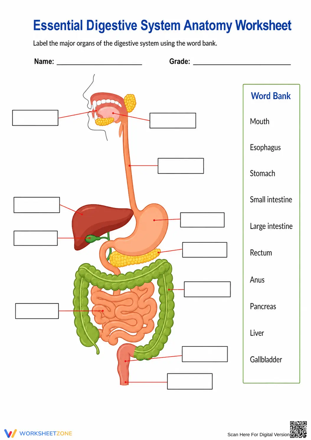 Essential Digestive System Anatomy Worksheet | Grade 7-12 - Page 1