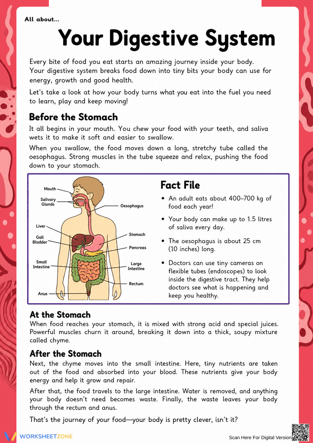Digestive System Anatomy Worksheet | Grade 7 Essential - Page 1
